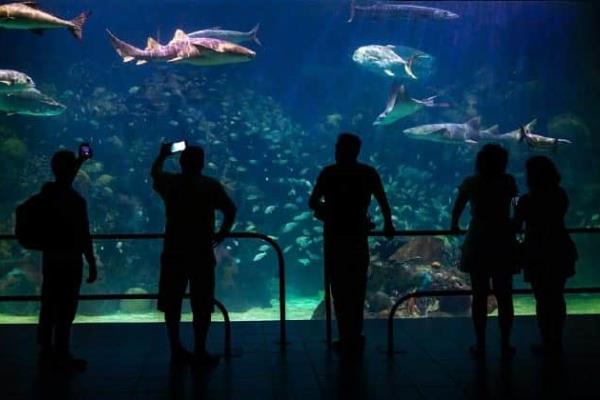 Federación prohíbe inmersión con tiburones; en el Aquarium las promueven