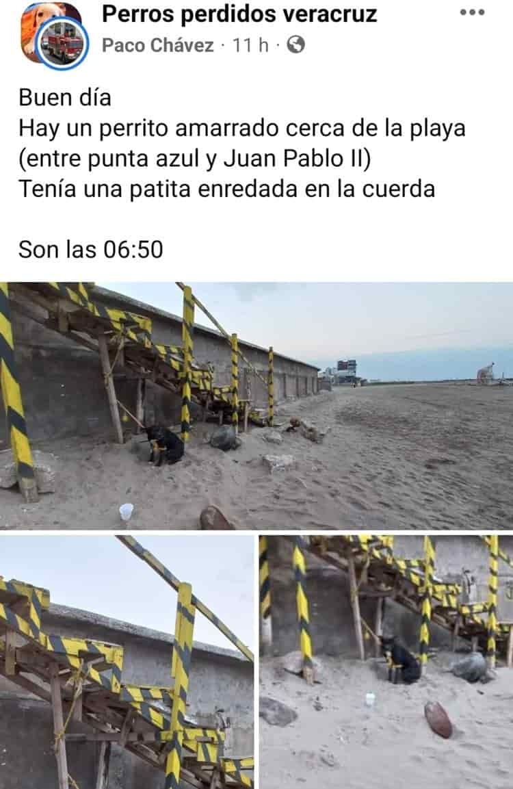 Rescatan a perrito en playa de Boca del Río; lo adoptan turistas