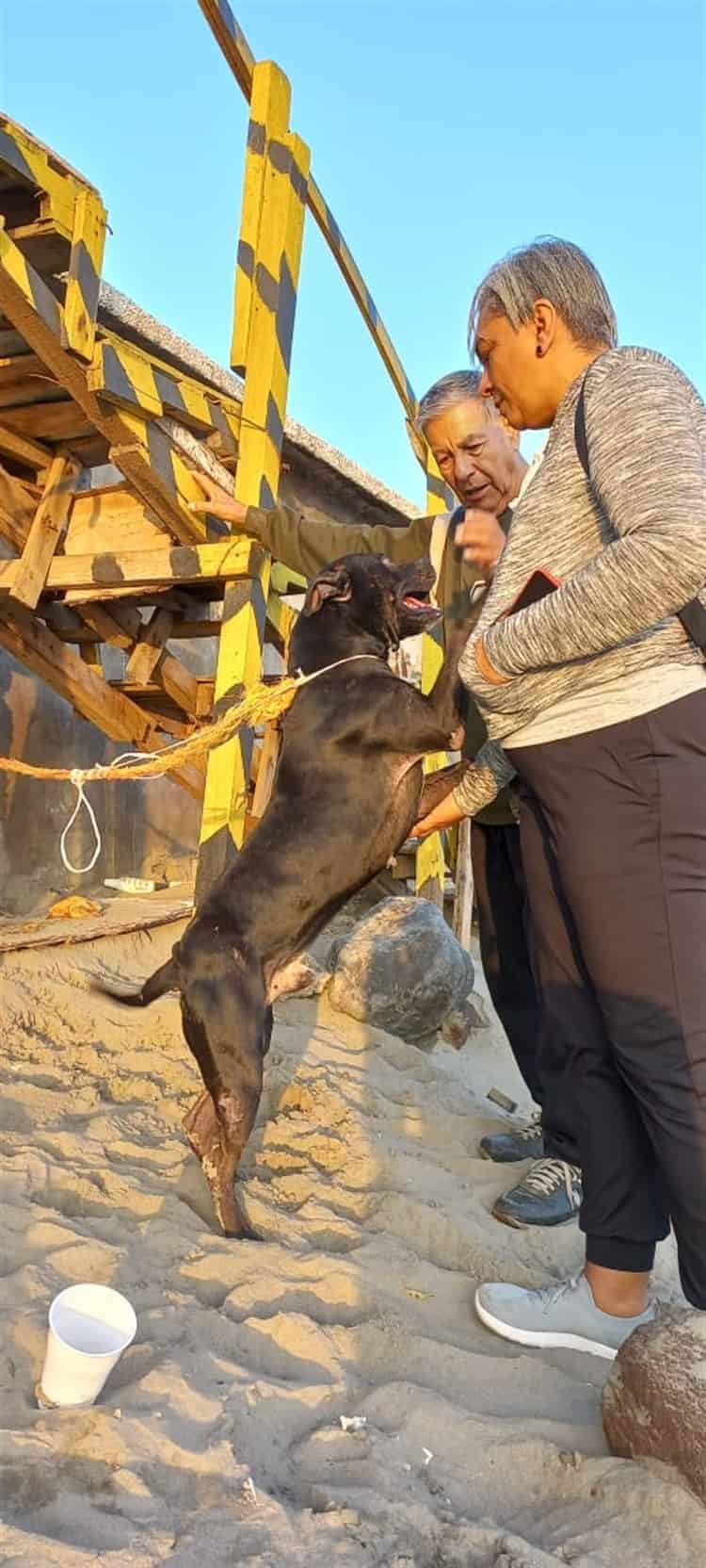 Rescatan a perrito en playa de Boca del Río; lo adoptan turistas