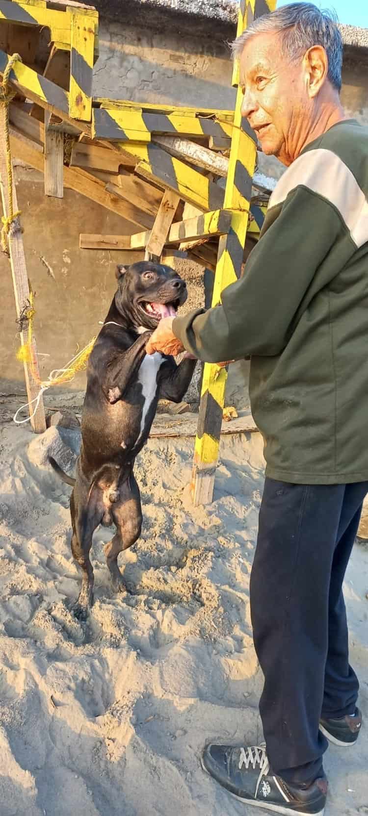 Rescatan a perrito en playa de Boca del Río; lo adoptan turistas