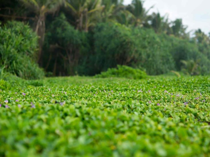 Con uso de plantas más resistentes se podría reducir emisiones de CO2