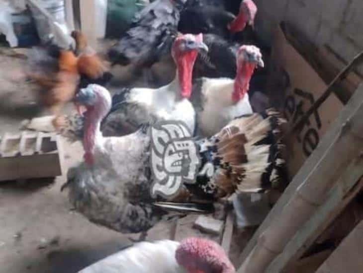 En más de mil pesos los pavos en Nanchital