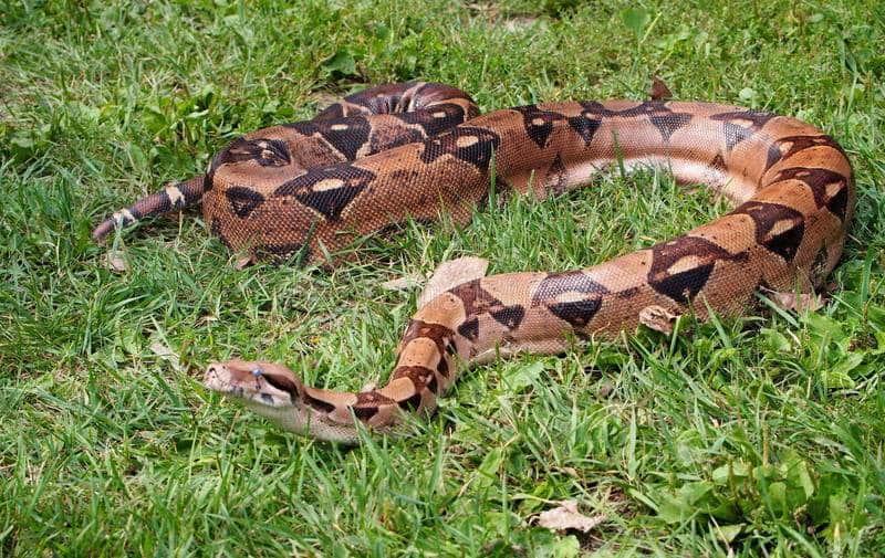 Boa constrictor sorprende a vecinos de Medellín