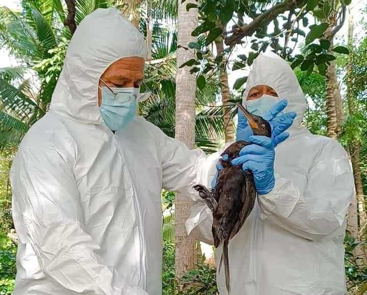 Tendría virus mortal; pato buzo rescatado en Veracruz está en cuarentena