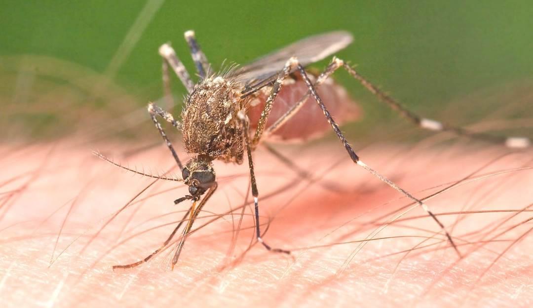 Durante 2022, aumentaron un 42% los casos de dengue en Veracruz