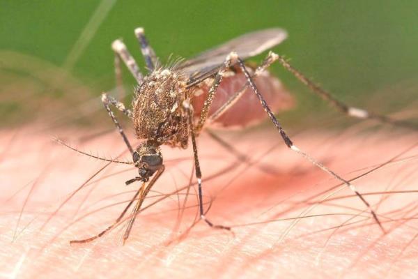 Veracruz ya suma 11 casos de dengue y una probable defunción en lo que va de enero
