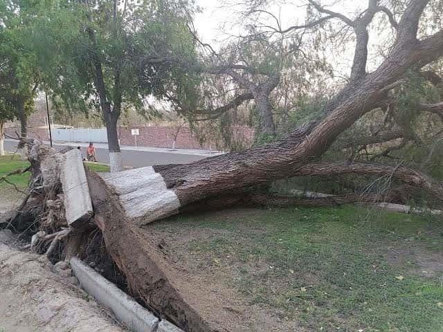 A estos números de emergencia puedes reportar afectaciones por norte en Veracruz