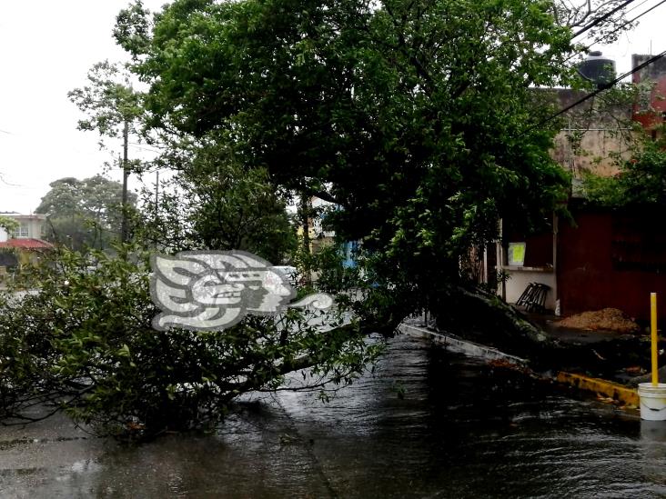 Norte tira árbol y poste en Coatzacoalcos; cierran Túnel por volcadura (Video)