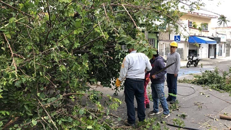 Rachas violentas en Veracruz derriban árboles, postes y generan incendios (+Video)