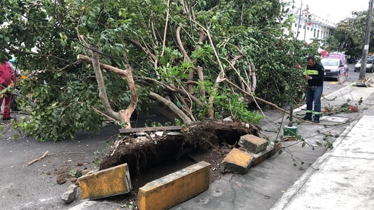 Rachas violentas en Veracruz derriban árboles, postes y generan incendios (+Video)