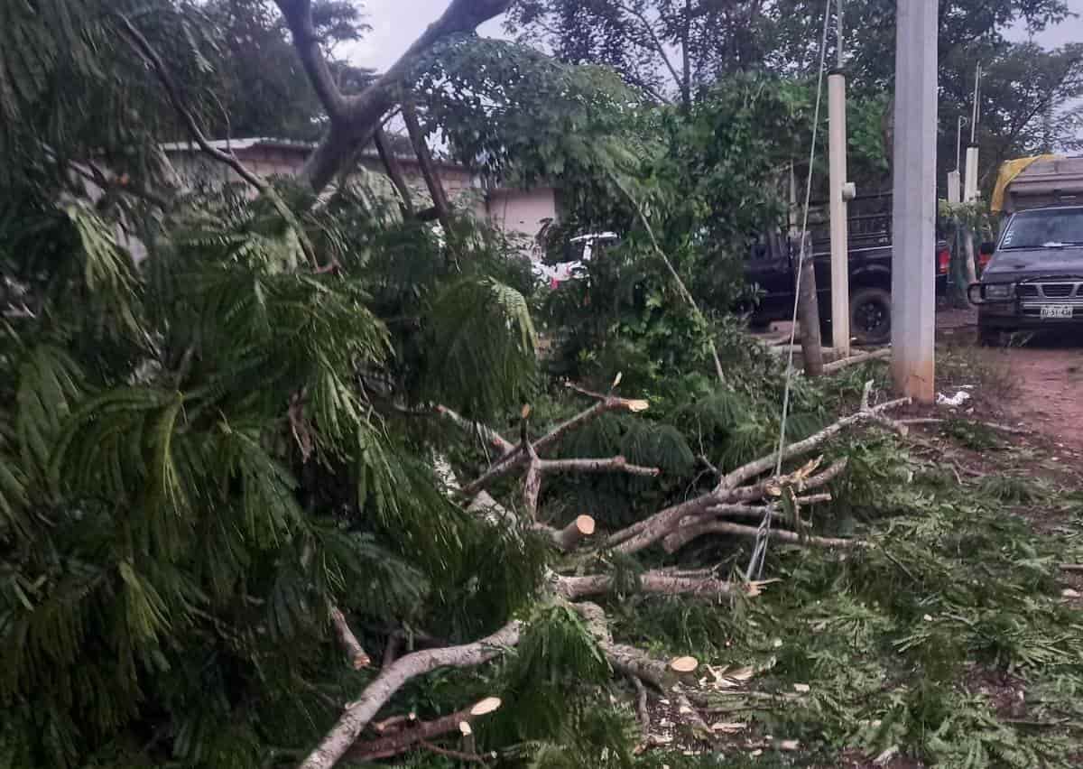 Derriban árbol y dejan sin servicios a vecinos de Medellín de Bravo