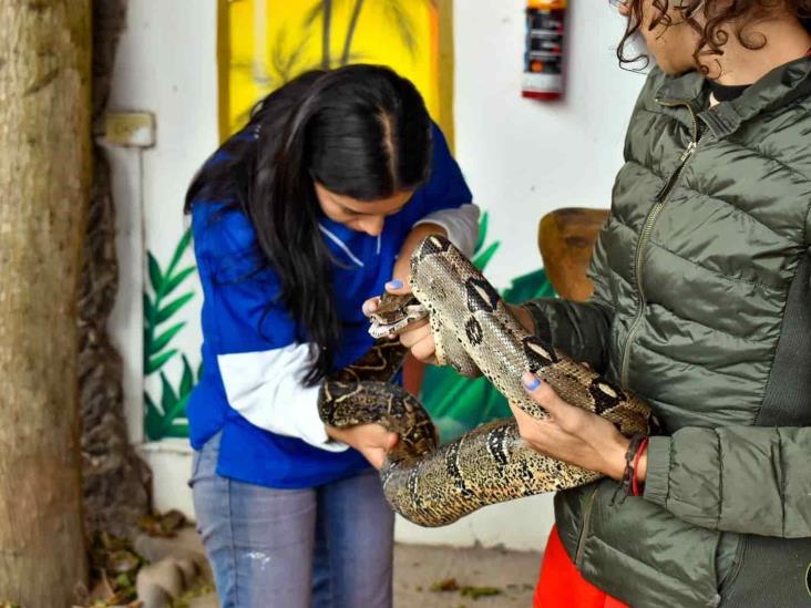 Rescatan ejemplar de boa en instalaciones de universidad en Riviera Veracruzana