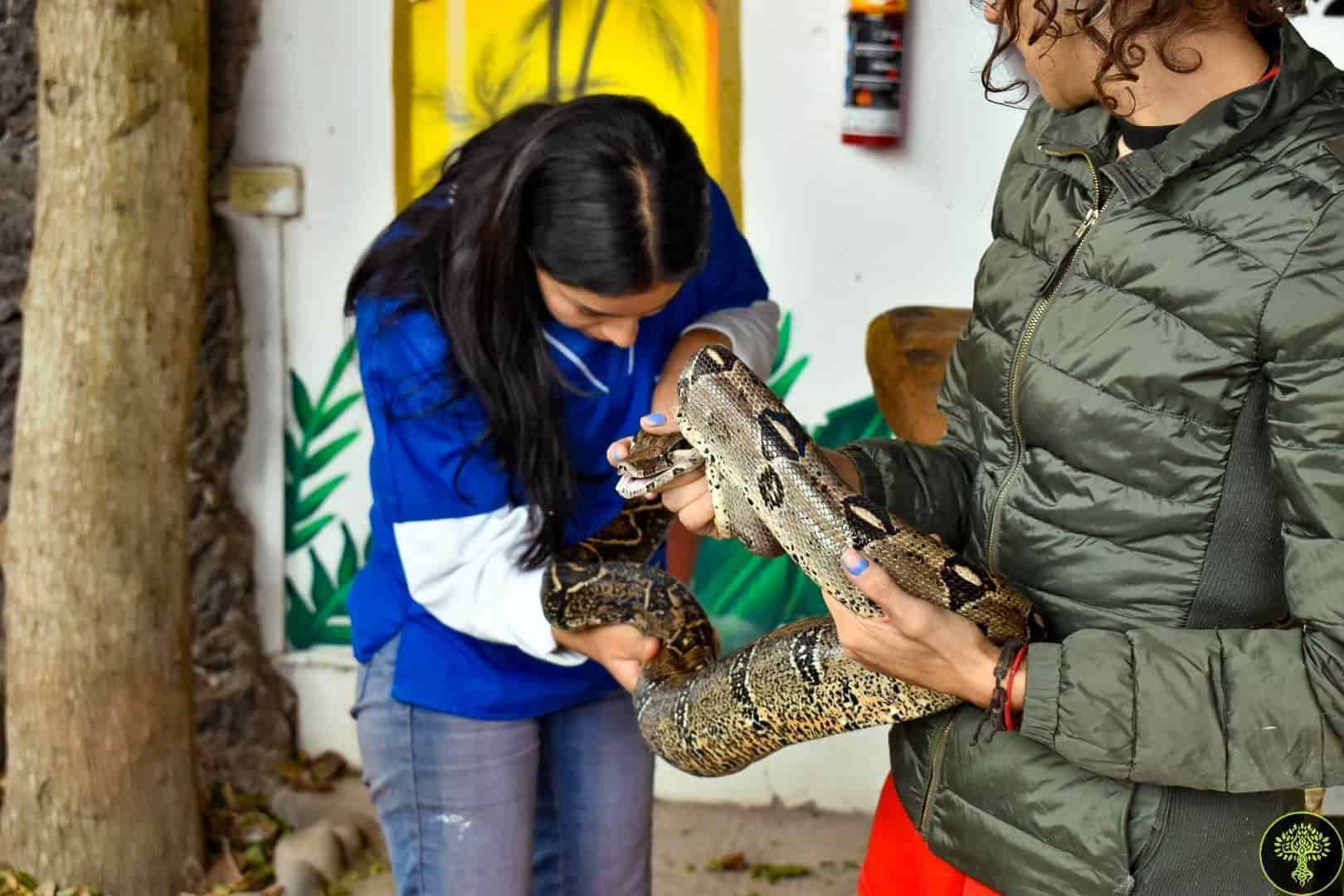 Rescatan ejemplar de Boa en instalaciones de universidad en la Riviera Veracruzana