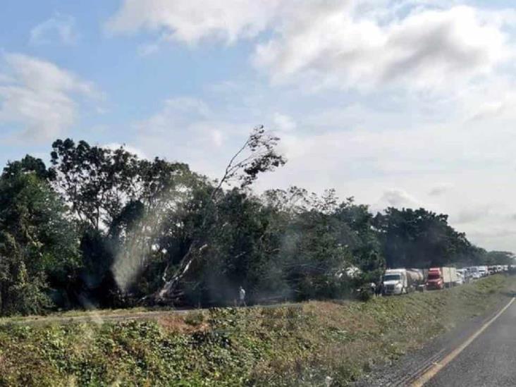 Largas filas en La Tinaja-Cosamaloapan por caída de árboles