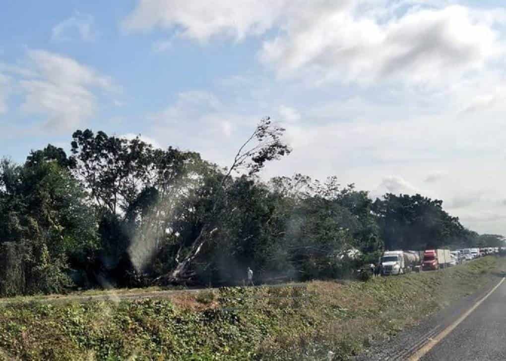 Largas filas en La Tinaja-Cosamaloapan por caída de árboles