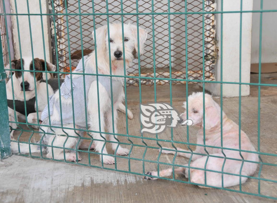 Apoyan en el sur de Veracruz Ley de Protección a los animales 