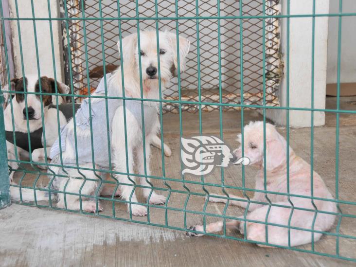 Apoyan en el sur de Veracruz Ley de Protección a los animales 