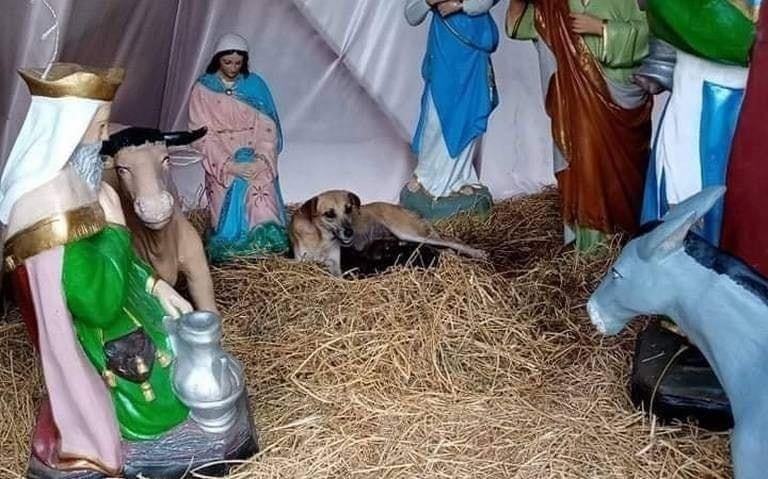 Perrita da a luz en pesebre de la plaza principal en Palenque, Chiapas