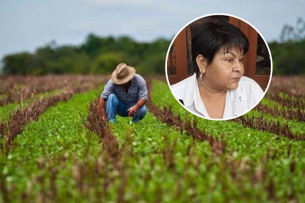 Migración deja el campo veracruzano en el abandono; no hay producción (+Video)
