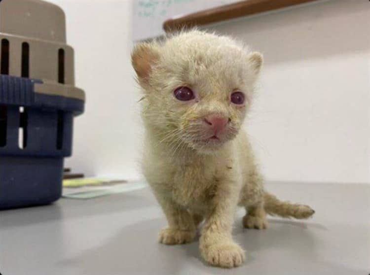 ¡Primer ocelote albino en el mundo!:  Podría deberse a la afectación de los ecosistemas