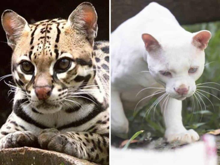 Único en su especie; este es el primer ocelote albino del mundo