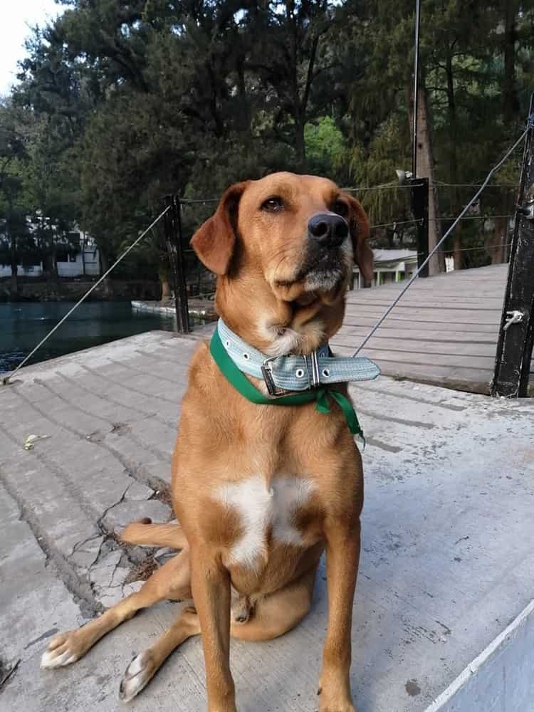 Murió ‘El guapo’, perrito guardián de la Laguna de Nogales