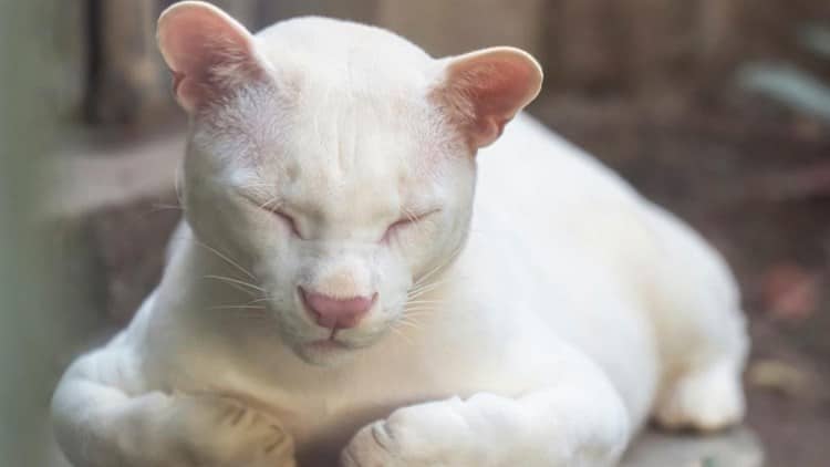 ¡Primer ocelote albino en el mundo!:  Podría deberse a la afectación de los ecosistemas