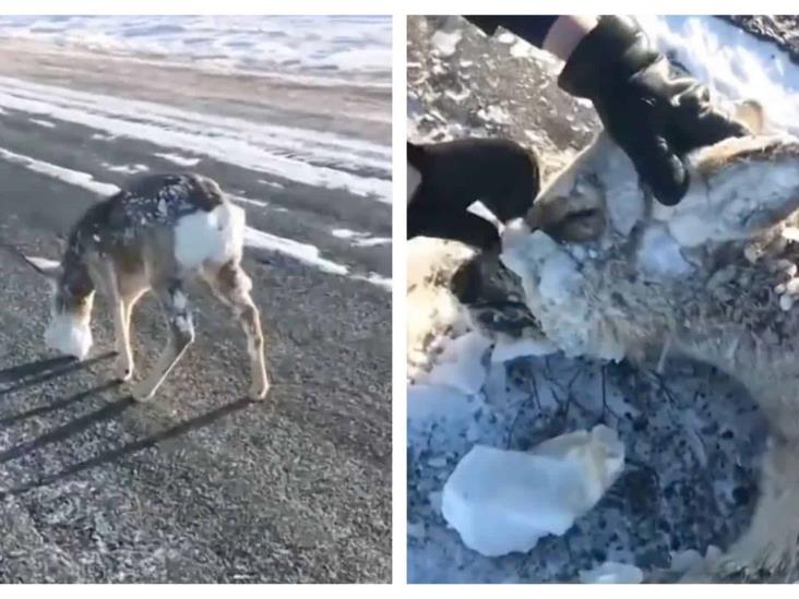 Tormenta Elliott congela a animales vivos en Estados Unidos