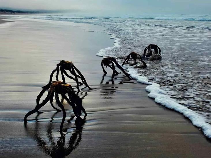 ¡Qué es eso! Extrañas criaturas invaden playas de Sudáfrica