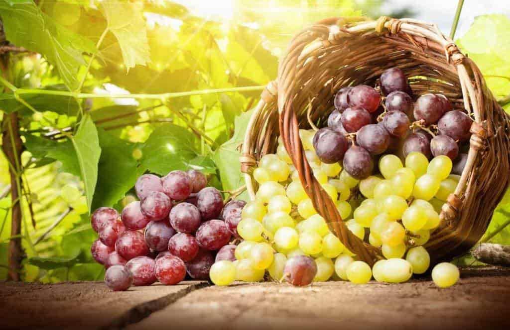 ¡Menos deseos! Se eleva el precio de las uvas previo a Año Nuevo