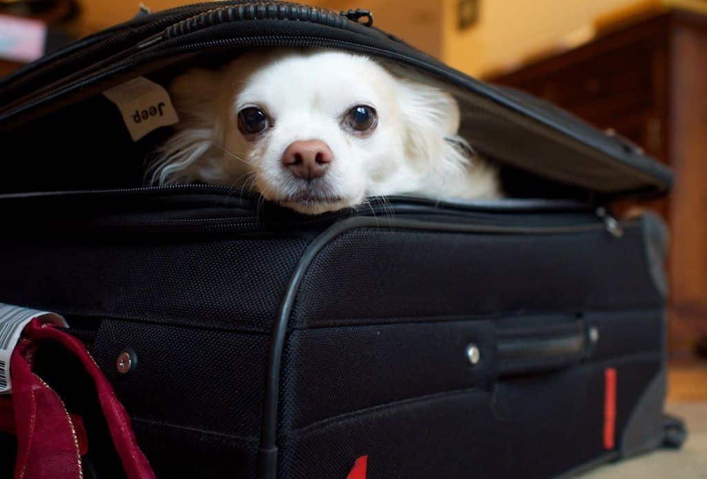 ¿Saldrás de viaje? Recuerda dejar a tu mascota en un lugar de alojamiento en Veracruz