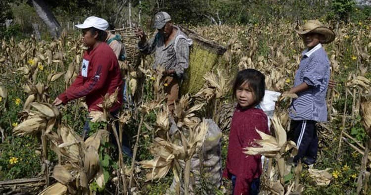 EU verifica que no haya explotación laboral infantil en el medio rural de Veracruz