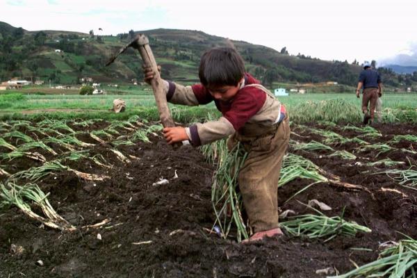 EU verifica que no haya explotación laboral infantil en el medio rural de Veracruz