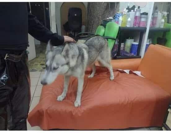 Reportan extravío de perros asustados por cohetes en Cardel