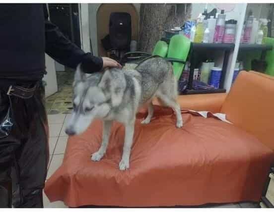 Reportan extravío de perros asustados por cohetes en Cardel