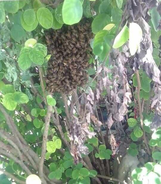 Retiran enjambre de abejas de árbol en Alvarado
