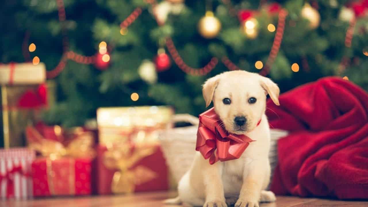 Una mascota no es un juguete de regalo para un menor: Animalista