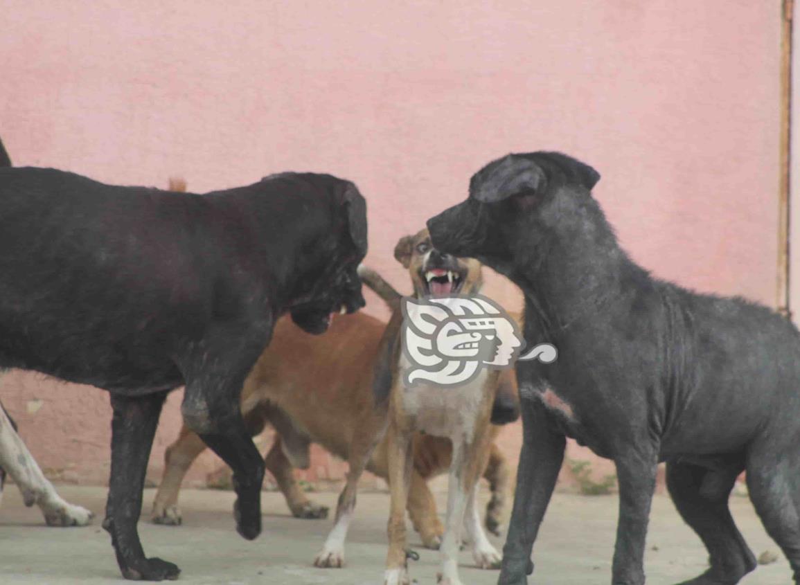 Pitbull mata a perro pequeño; preocupa a choapenses agresividad de canes