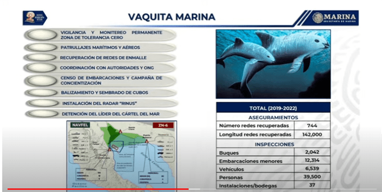 Desarticula Semar al Cártel de la Totoaba; traficaba vaquitas marinas