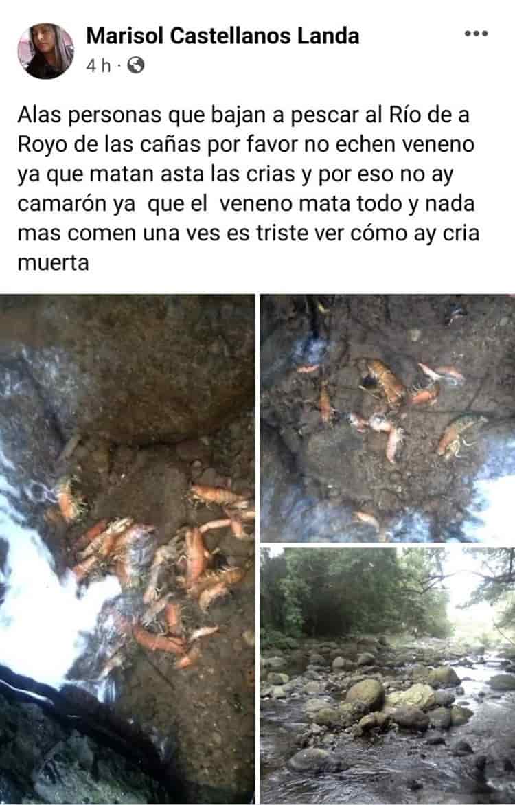 Denuncian presunto ecocidio por envenenamiento de animales en el arroyo Las Cañas, en Yecuatla