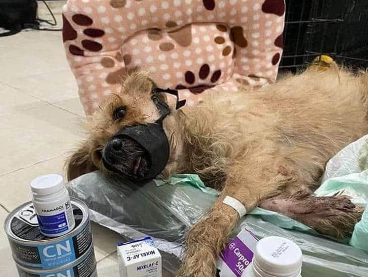 Buscan salvar a princesa; perrita mordió un cuete y le explotó