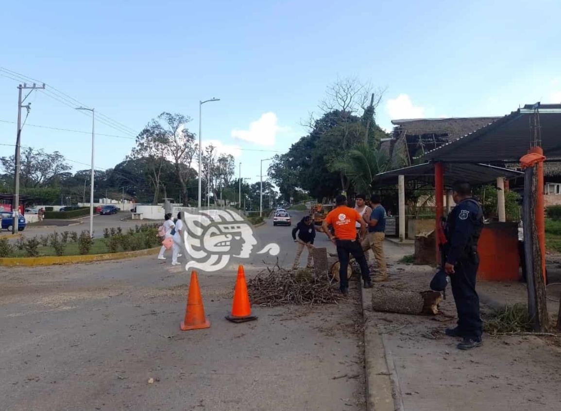 Cae rama sobre parabrisas de camioneta en Oluta; retiran árbol (video)