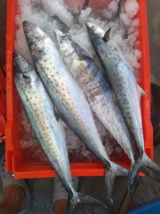 ¡Una tonelada de sierra! Pescadores veracruzanos inician bien el año