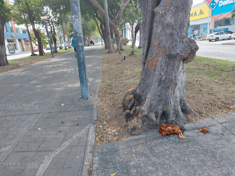 ¿Brujería? Dejan pollo preparado en avenida de Veracruz