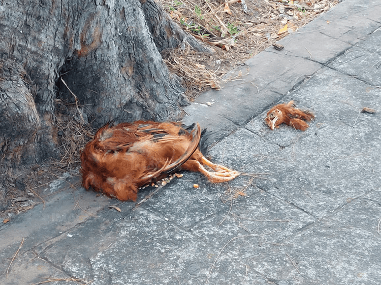 ¿Brujería? Dejan pollo preparado en avenida de Veracruz