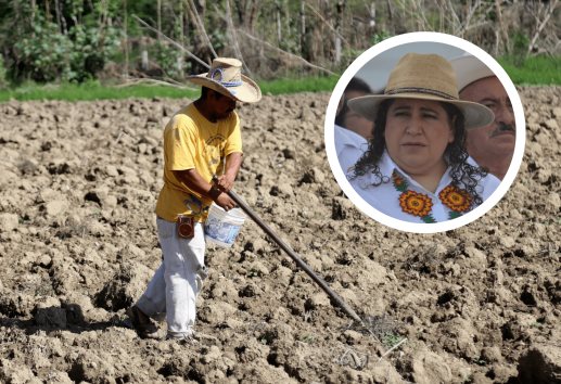En México se dejaron de sembrar 5 millones de hectáreas de diferentes cultivos