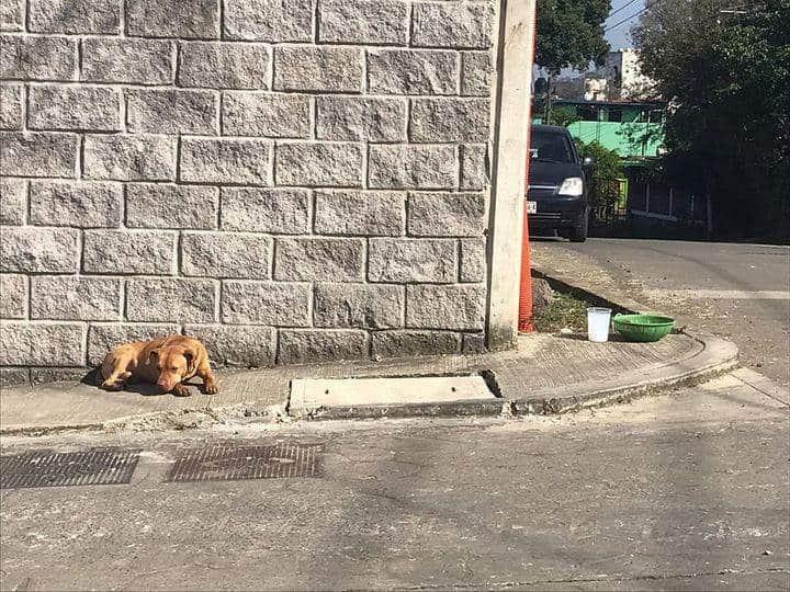 Gracias a la pirotecnia, decenas de animales perdidos en Xalapa