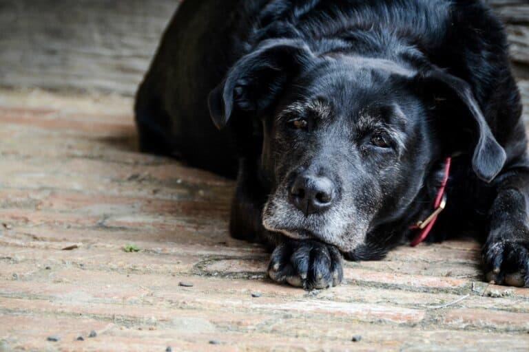 ¡Oh no! ¿Sabías que tu perro puede desarrollar Alzheimer al llegar a la vejez?