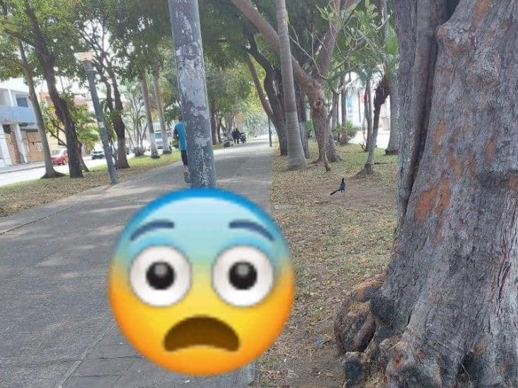 ¿Brujería? Dejan pollo preparado en avenida de Veracruz