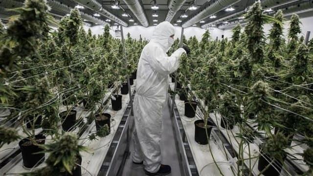 Mercados ilegales de cannabis a lo largo de EU y Canadá, pese a legalización